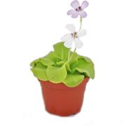 Grassette - Pinguicula - variété surprise - pot 9cm