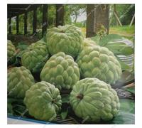Graviola Annona Muricata Corossol Graine Semente De Frutas Tropicais délicieux Annona semences sucre usine Bonsai 10 Pcs 7