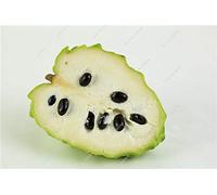 Graviola Annona Muricata Corossol Graine Semente De Frutas Tropicais délicieux Annona semences sucre usine Bonsai 10 Pcs 16