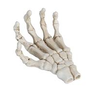 Grcfumo 1 pièce Mains squelettes d'halloween, modèle de Main Squelette en Plastique, Ornements d'os de Main légers et résistants pour Support d'outil pédagogique