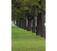 Green Alley with Christian Cross Street Photo Gdańsk Weekly Planner Undated, Work and Life Tasks Managment, Notebook Weekly Goal Setting Journal For Women & Men