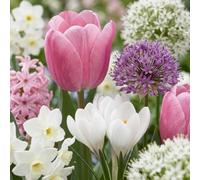Green boutiQ - 1000x Bulb Garden Pink - Jardin de bulbes rose - Divers - Floraison estivale - Calibre 10/12