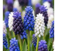 Green boutiQ - 100x Muscari Magic mix - Muscari Magic mix - Divers - Bulbe naturalisant - Calibre 7/8