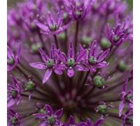 Green boutiQ - 120x Allium Miami - Ail d'ornement Miami - Violet - Floraison estivale - Calibre 10/+