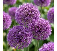 Green boutiQ - 120x Allium Purple Sensation - Ail d'ornement 'Purple Sensation' - Violet - Floraison estivale - Calibre 10/12