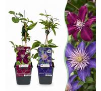 Green boutiQ - 12x Clematis Duo Blue & Red - Clématite Duo Bleu & Rouge - Bleu - Rouge - Grimpante - Ø9cm - 35cm