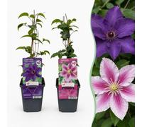 Green boutiQ - 12x Clematis Duo Purple & Pink - Clématite Duo Violet & Rose - Violet - Rose - Blanc - Grimpante - Ø9cm - 35cm