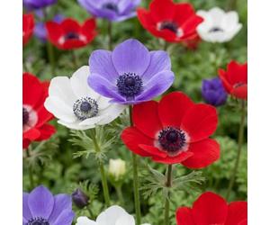 Green boutiQ - 240x Anemone de Caen Mix - Anémone de Caen en mélange - Divers - Floraison printanière - Calibre 5/6