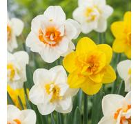 Green boutiQ - 240x Narcissus Double mix - Narcisse double en mélange - Divers - Floraison printanière - Calibre 10/12