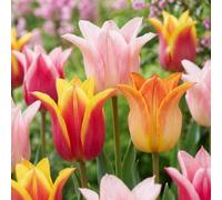 Green boutiQ - 24x Tulipa Ballade mix - Tulipe Ballade mix - Divers - Floraison printanière - Calibre 11/12