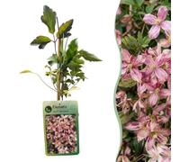 Green boutiQ - 2x Clematis mont. 'Marjorie' - Clématite de Montagne 'Marjorie' - Rose - Grimpante - Ø9cm - 35cm