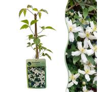 Green boutiQ - 2x Clematis mont. 'Wilsonii' - Clématite de montagne de Wilson - Blanc - Grimpante - Ø9cm - 35cm