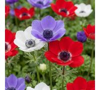 Green boutiQ - 30x Anemone de Caen Mix - Anémone de Caen en mélange - Divers - Floraison printanière - Calibre 5/6