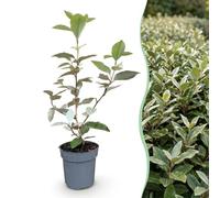 Green boutiQ - 40x Eleagnus ebbingei Compacta - Olivier des dentelles - Plantes de haie - Persistant - Gris - Pot 9cm - Hauteur 25-35cm