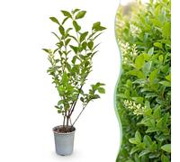 Green boutiQ - 40x Ligustrum ovalifolium - Ligustre commun - Plantes de haie - Persistant - Vert - Pot 9cm - Hauteur 35-45cm