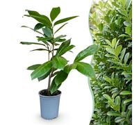 Green boutiQ - 40x Prunus laur. Rotundifolia - Lauriercerisier - Plantes de haie - Persistant - Vert - Pot 9cm - Hauteur 25-35cm