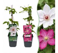 Green boutiQ - 4x Clematis Duo Pink & White - Clématite Duo Rose et Blanc - Blanc - Rose - Grimpante - Ø9cm - 35cm