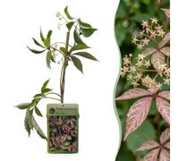 Green boutiQ - 4x Parthenocissus henryana - Vigne vierge de Henry - Vert - Grimpante - Ø9cm - 35cm