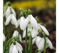 Green boutiQ - 50x Galanthus Elwesii - Perce-neige géant de Turquie - Blanc - Floraison printanière - Calibre 5/6