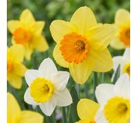 Green boutiQ - 60x Narcissus large Cupped mix - Narcisse à grande couronne en mélange - Jaune et Blanc - Floraison printanière - Calibre 12/14