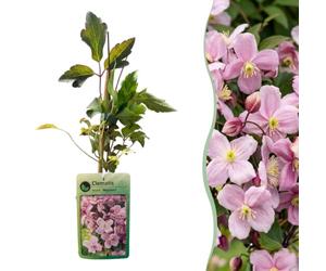 Green boutiQ - 6x Clematis mont. 'Mayleen' - Clématite de montagne 'Mayleen' - Rose Clair - Grimpante - Ø9cm - 35cm