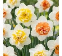 Green boutiQ - 80x Narcissus Macaron Bloss - Narcisse Macaron Bloss - Blanc et Jaune - Floraison printanière - Calibre 12/14