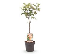 Green boutiQ - Arbre fruitier - Malus domestica Jonagold - Pommier - Résistant à l'hiver - Pomme Jaune-V verte - 1 Plante - Pot 21cm - Hauteur 90cm