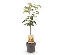Green boutiQ - Arbre fruitier - Prunus avium Regina - Cerisier - Résistant au froid - Baies Rouge Foncé - 1 Plante - Pot 21cm - Hauteur 90cm