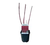 Green boutiQ - Arbustes - Cornus sibirica - Branches Rouges - 1 Plante - Caduc - Peu d'Entretien - Pot 17cm Hauteur 45cm