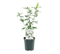 Green boutiQ - Arbustes - Hibiscus syriacus Red Heart - Fleur Blanche Avec Cœur Rouge - 1 Plante - Caduc - Peu d'Entretien - Pot 17cm Hauteur 45cm