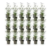 Green boutiQ - Bambou - Fargesia Black Dragon - Persistant - Non envahissant - Vert - 18 Plantes - Pot 14cm - Hauteur 35cm