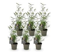 Green boutiQ - Bambou - Fargesia Black Dragon - Persistant - Non envahissant - Vert - 6 Plantes - Pot 14cm - Hauteur 35cm