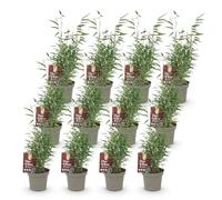 Green boutiQ - Bambou - Fargesia Red Dragon - Persistant - Non envahissant - Vert - 12 Plantes - Pot 14cm - Hauteur 35cm