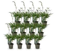 Green boutiQ - Bambou - Fargesia robusta Pingwu - Persistant - Non Envahissant - Vert - 12 Plantes - Pot 14cm - Hauteur 35cm