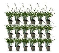 Green boutiQ - Bambou - Fargesia robusta Pingwu - Persistant - Non envahissant - Vert - 18 Plantes - Pot 14cm - Hauteur 35cm