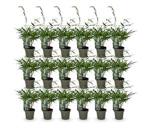 Green boutiQ - Bambou - Fargesia robusta Pingwu - Persistant - Non envahissant - Vert - 18 Plantes - Pot 14cm - Hauteur 35cm