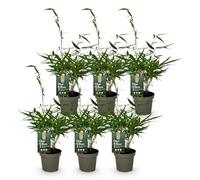 Green boutiQ - Bambou - Fargesia robusta Pingwu - Persistant - Non envahissant - Vert - 6 Plantes - Pot 14cm - Hauteur 35cm