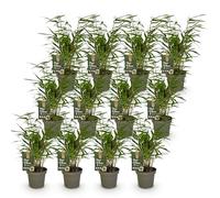 Green boutiQ - Bambou - Fargesia Rufa - Persistant - Non envahissant - Vert - 12 Plantes - Pot 14cm - Hauteur 35cm