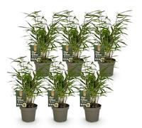 Green boutiQ - Bambou - Fargesia Rufa - Persistant - Non envahissant - Vert - 6 Plantes - Pot 14cm - Hauteur 35cm