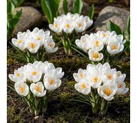 Green boutiQ - Bulbes à fleurs - Crocus White - Couleur Jaune - 30 pièces - Taille de bulbe 7/8 - Pack XXL