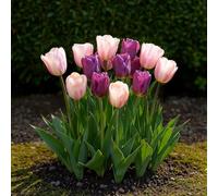 Green boutiQ - Bulbes à fleurs - Tulp Macron mix - Diverses couleurs - 12 pièces - Taille de bulbe 11/12 - Pack XXL