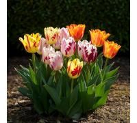 Green boutiQ - Bulbes de fleurs - Mélange de tulipes Flaming Beauty - Couleurs variées - 15 pièces - Taille de bulbe 11/12 - Pack XXL