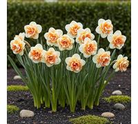 Green boutiQ - Bulbes de Fleurs - Narcis Replete - Couleur Blanc et Orange - 10 pièces - Taille de bulbe 10/12 - Pack XXL