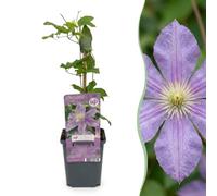 Green boutiQ - Clematis Justa - Clématite Justa - Bleu Clair - Grimpante - Ø9cm - 35cm