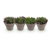 Green boutiQ - Couverture de sol - Rustique - Delosperma - 4 Plantes - Couleurs Rouge - Jaune - Violet - Rose - Peu d'entretien - Pot 14cm Hauteur 17cm
