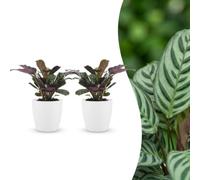 Green boutiQ - Ctenanthe Burle Marxii - Plante de la prière arête de poisson - 2 Plantes - avec Potter Blanc - Pot 12cm - Hauteur - 30cm