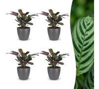 Green boutiQ - Ctenanthe Burle Marxii - Plante de la prière arête de poisson - 4 Plantes - met Potter Grijs - Pot 12cm - Hauteur - 30cm