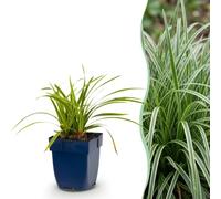 Green boutiQ - Graminées - Carex morrowii Ice Dance - Juncus japonais - Persistant - Crème-Vert - 24 Plantes - Pot 11cm - Hauteur 15-25cm