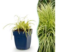 Green boutiQ - Graminées - Carex oshimensis Evergold - Jonc japonais - Persistant - Jaune-Vert - 24 Plantes - Pot 11cm - Hauteur 15-25cm