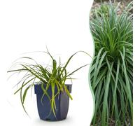 Green boutiQ - Graminées - Carex oshimensis Evergreen - Laîche du Japon - Persistant - Vert - 6 Plantes - Pot 11cm - Hauteur 15-25cm
